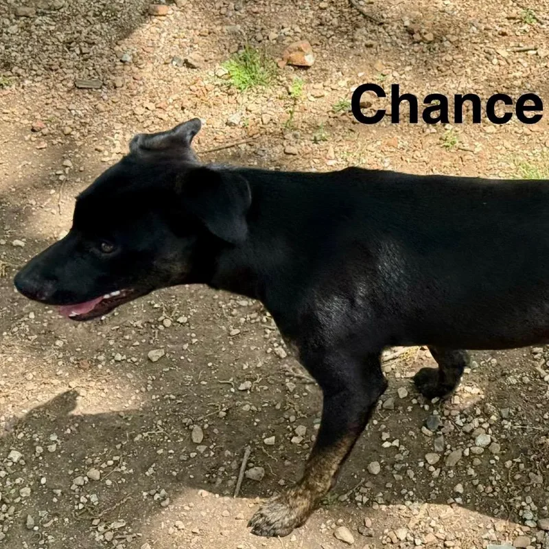An adult medium-sized female Black Mixed Breed dog named Minnow for adoption in Pineville, MO