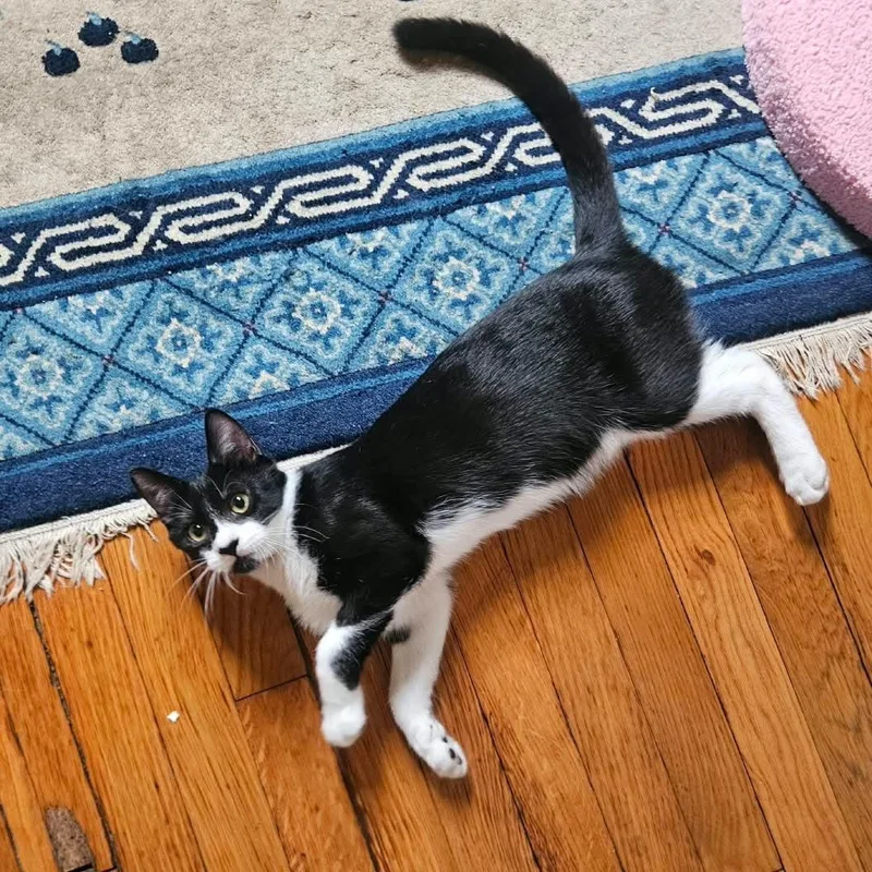 Taz