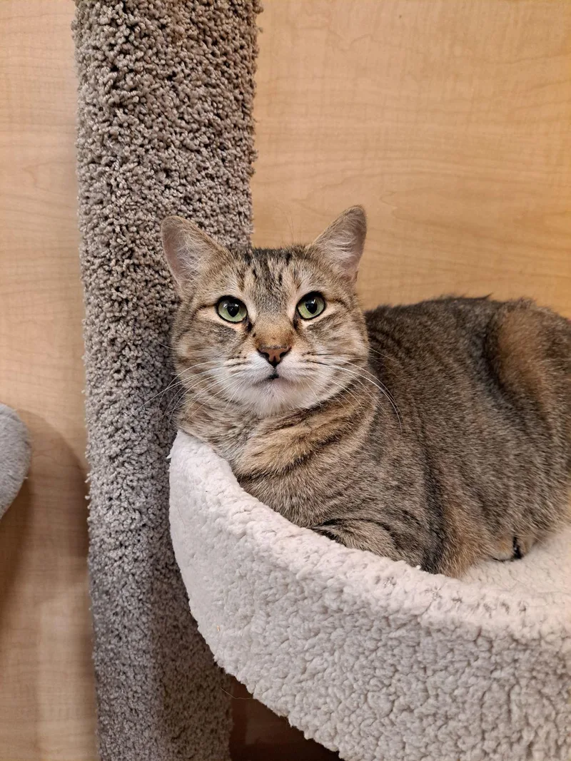 Nougat .. thumbnail 2