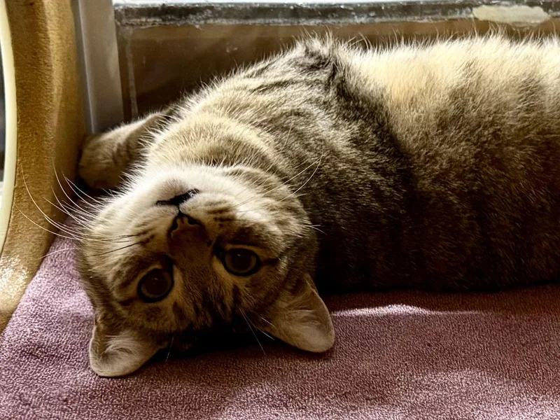 Nougat .. thumbnail 3