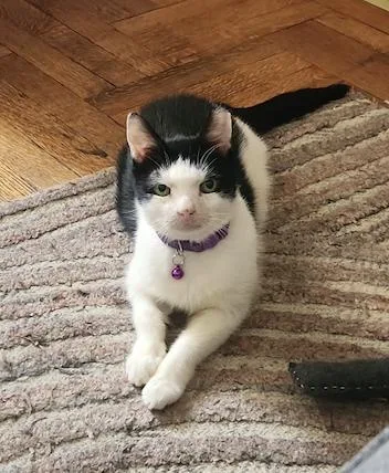 A senior medium-sized male Black & White / Tuxedo Domestic Short Hair cat named Squeak for adoption in Brooklyn, NY
