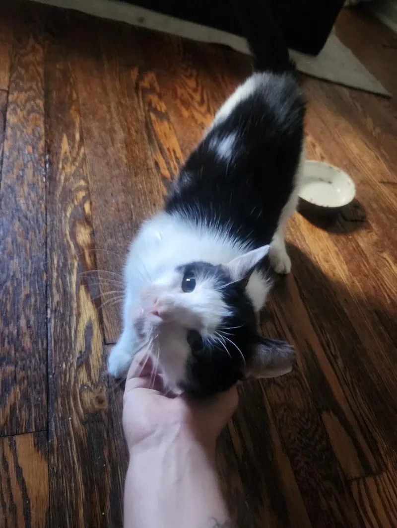 Squeak thumbnail 2
