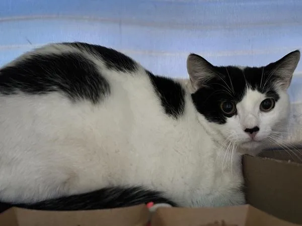 An adult medium-sized male Domestic Short Hair cat named Gypsy for adoption in Ridgewood, NY