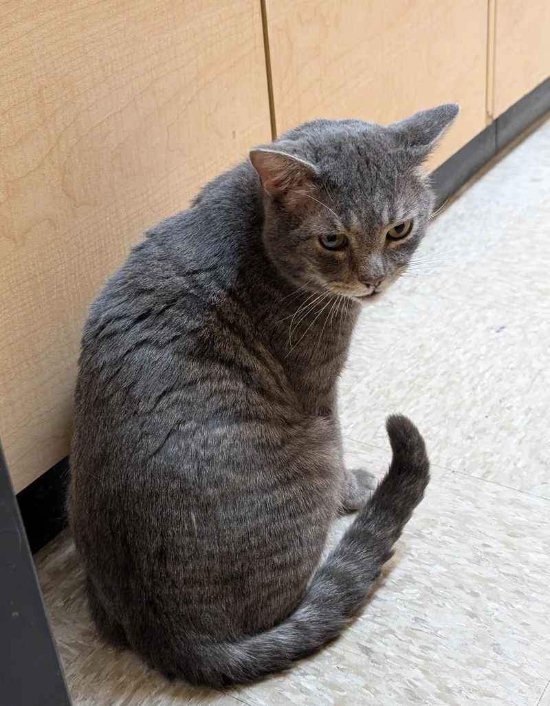 An adult medium-sized male Domestic Short Hair cat named Phoenix for adoption in Wheaton, IL
