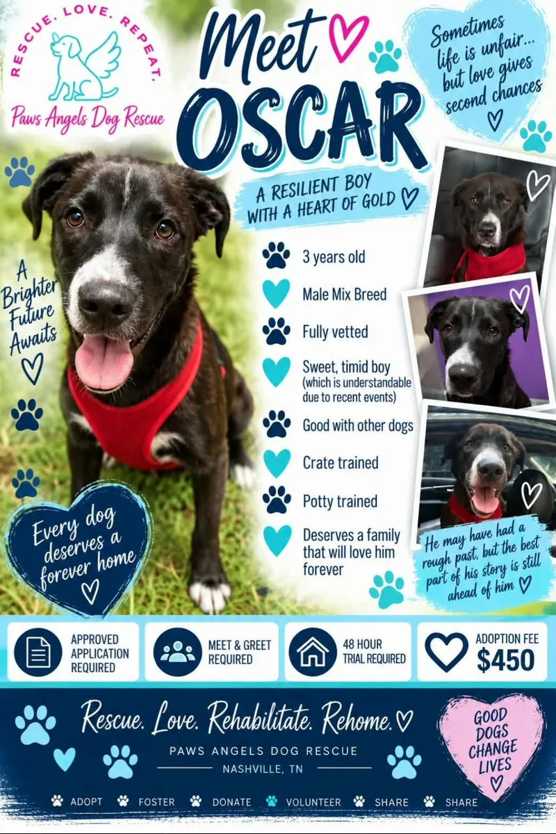 An adult medium-sized male Bicolor Mixed Breed dog named Oscar for adoption in Antioch, TN
