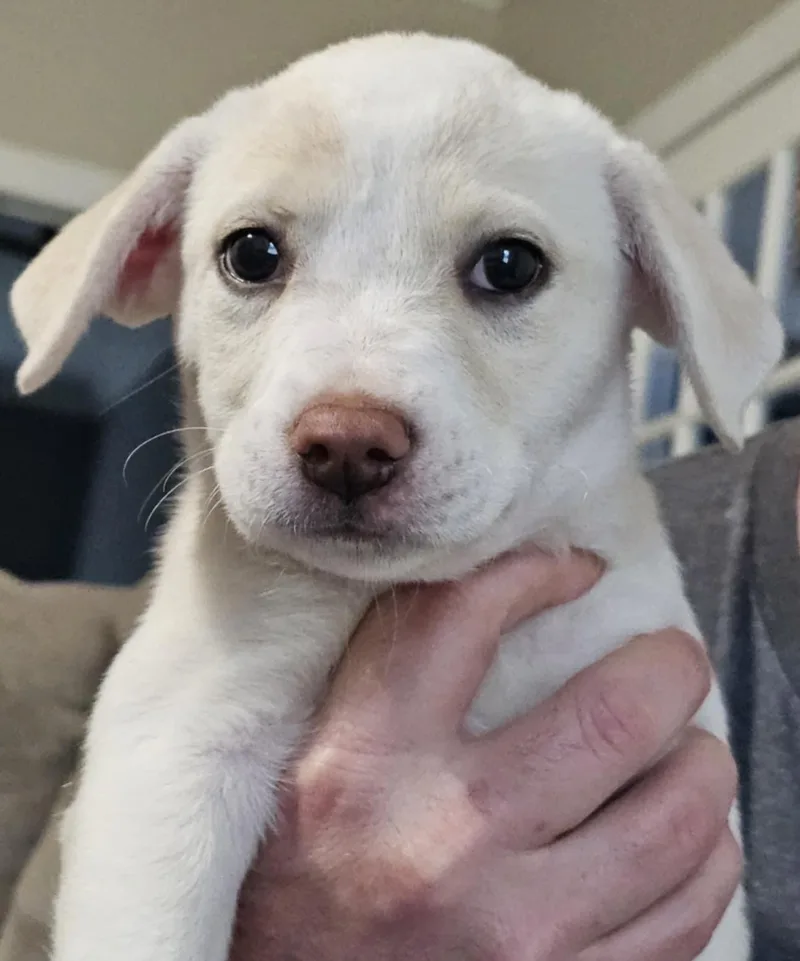 Princess thumbnail 3