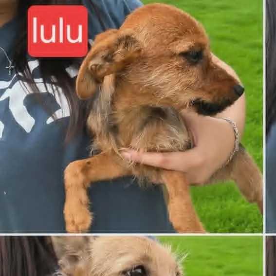 Lulu