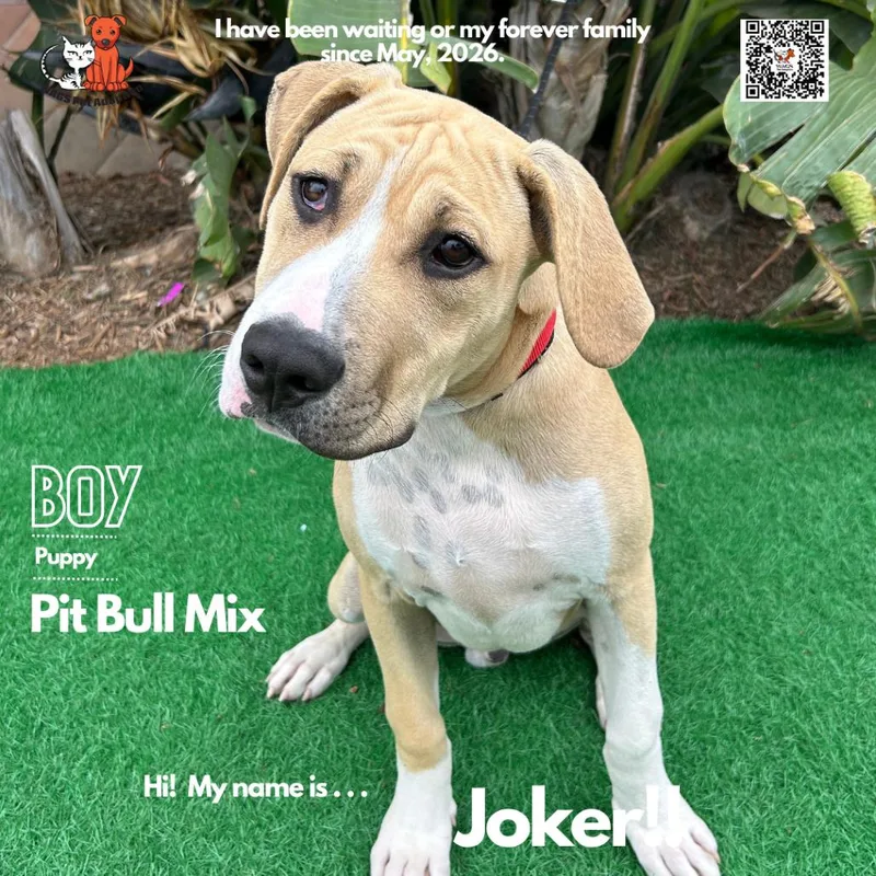 A young medium-sized male Yellow / Tan / Blond / Fawn Pit Bull Terrier dog named Joker for adoption in Westminster, CA