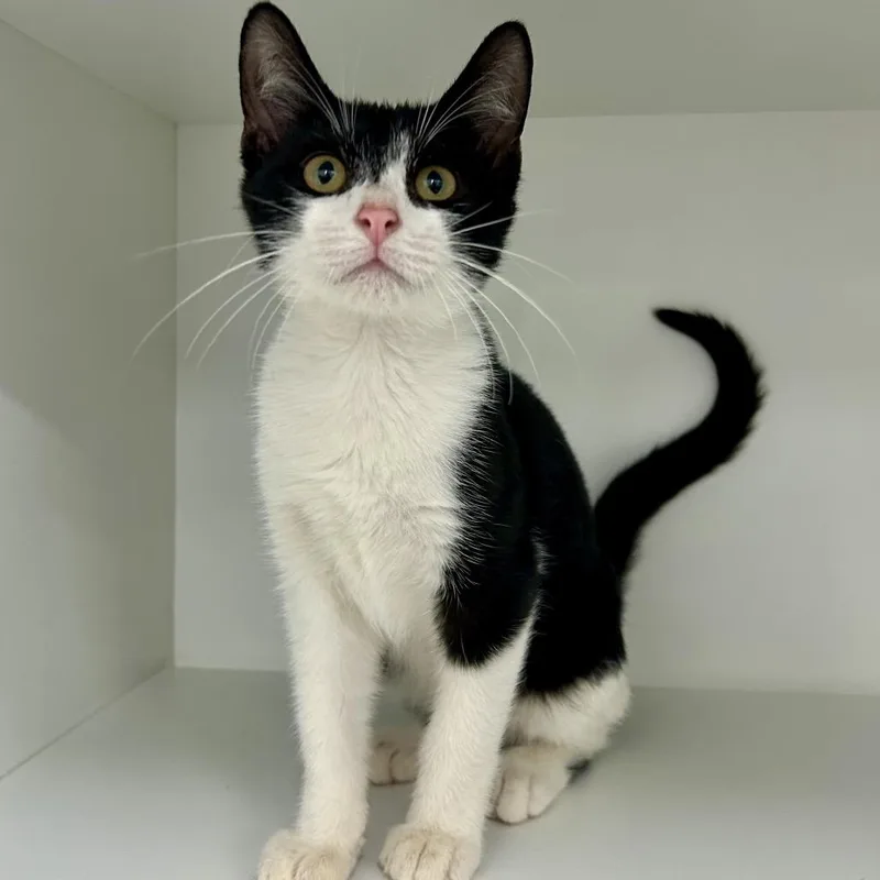 A baby small-sized male Domestic Short Hair cat named Candy Corn for adoption in St Joseph, MO