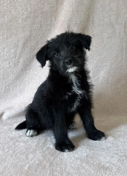 Oliver