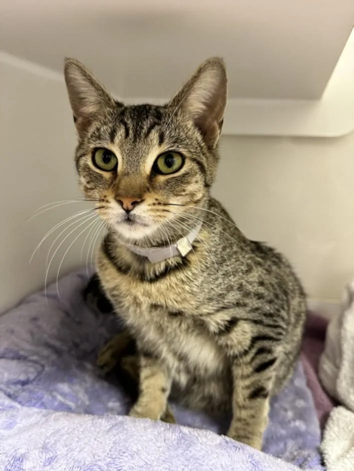 A baby medium-sized female Domestic Short Hair cat named Harlow for adoption in Hayward, CA