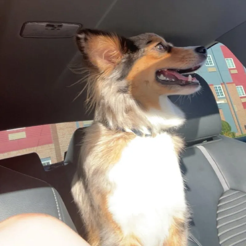 An adult small-sized male Brown / Chocolate Australian Shepherd dog named Harlo for adoption in Galveston, TX