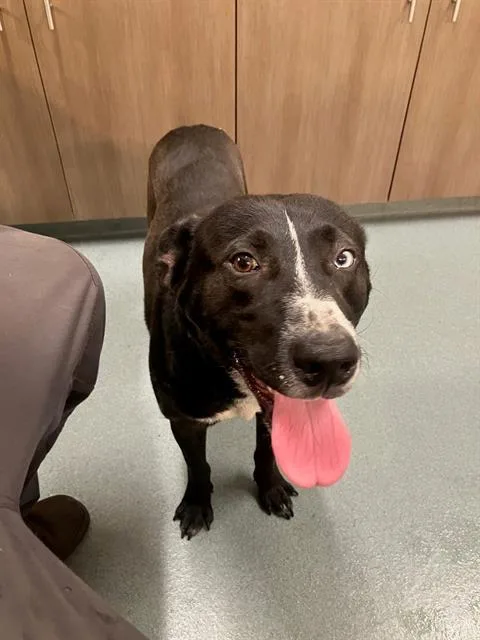 An adult large-sized male Labrador Retriever dog named Cole for adoption in Baytown, TX