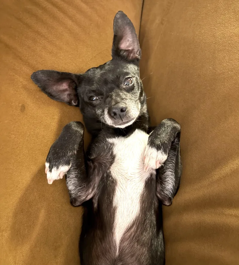 An adult small-sized male Black Chihuahua dog named Copilot for adoption in Brooklyn, NY