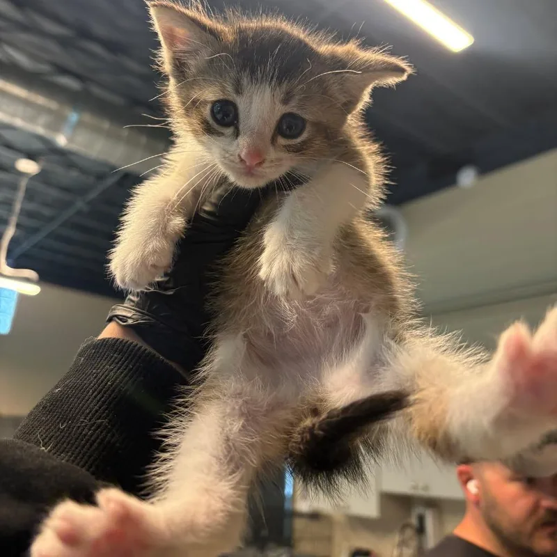 A baby small-sized male Gray / Blue / Silver Domestic Short Hair cat named Henry for adoption in Huntington, WV