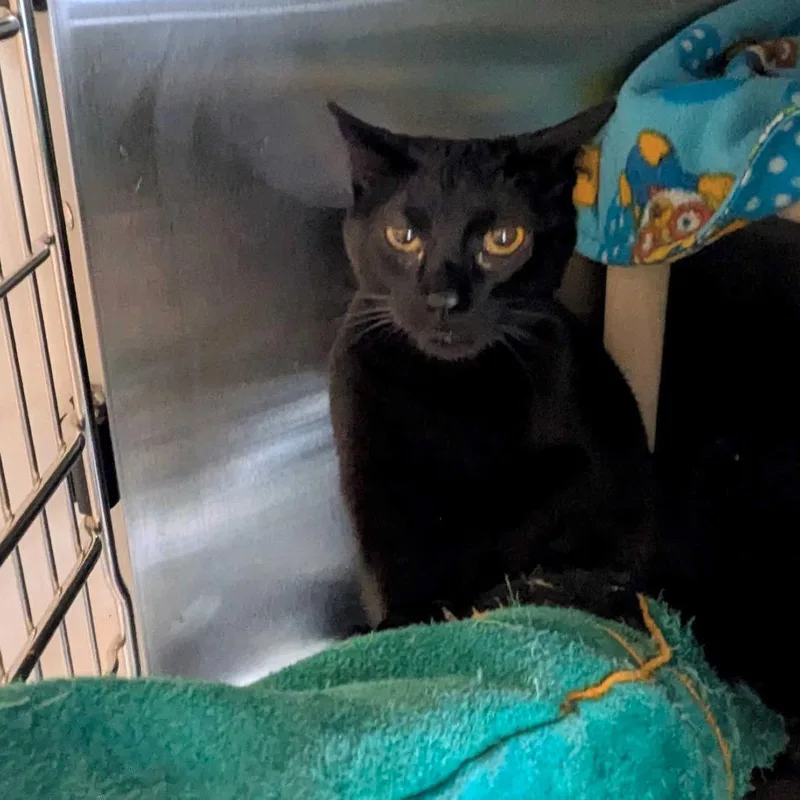 An adult small-sized female Black Bombay cat named Wren for adoption in Portland, OR