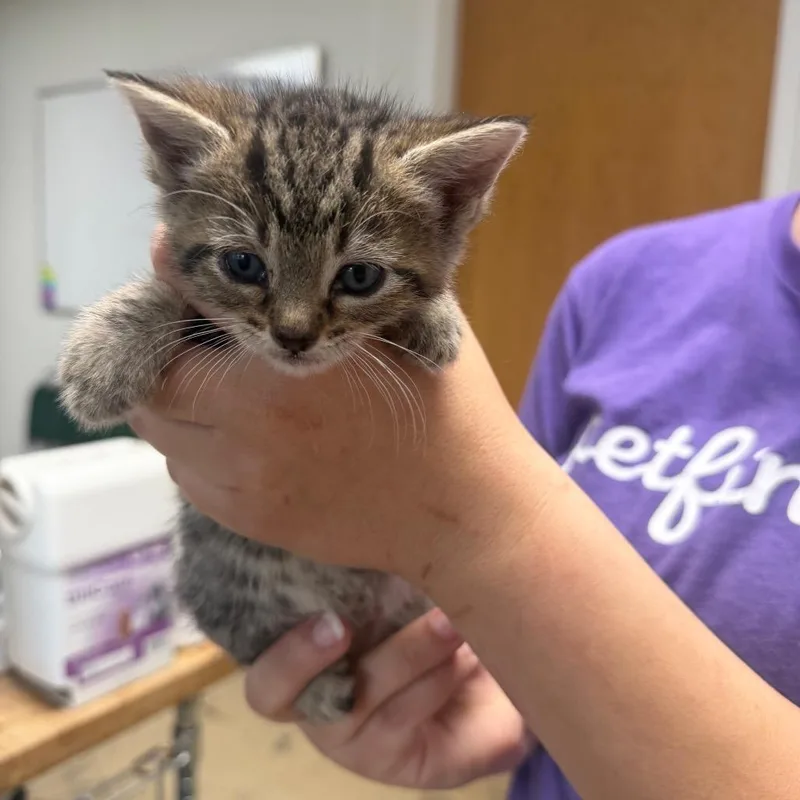 A baby small-sized female Brown / Chocolate Domestic Short Hair cat named Nena for adoption in Canton, IL