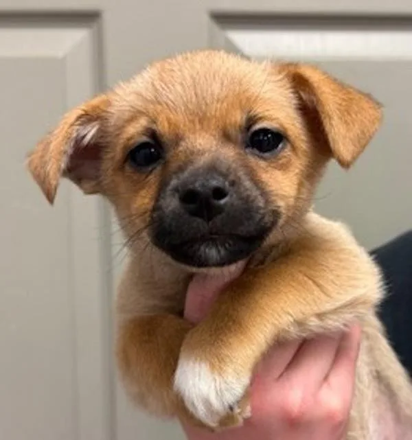 A baby small-sized male Chihuahua dog named Mocha for adoption in Littleton, CO
