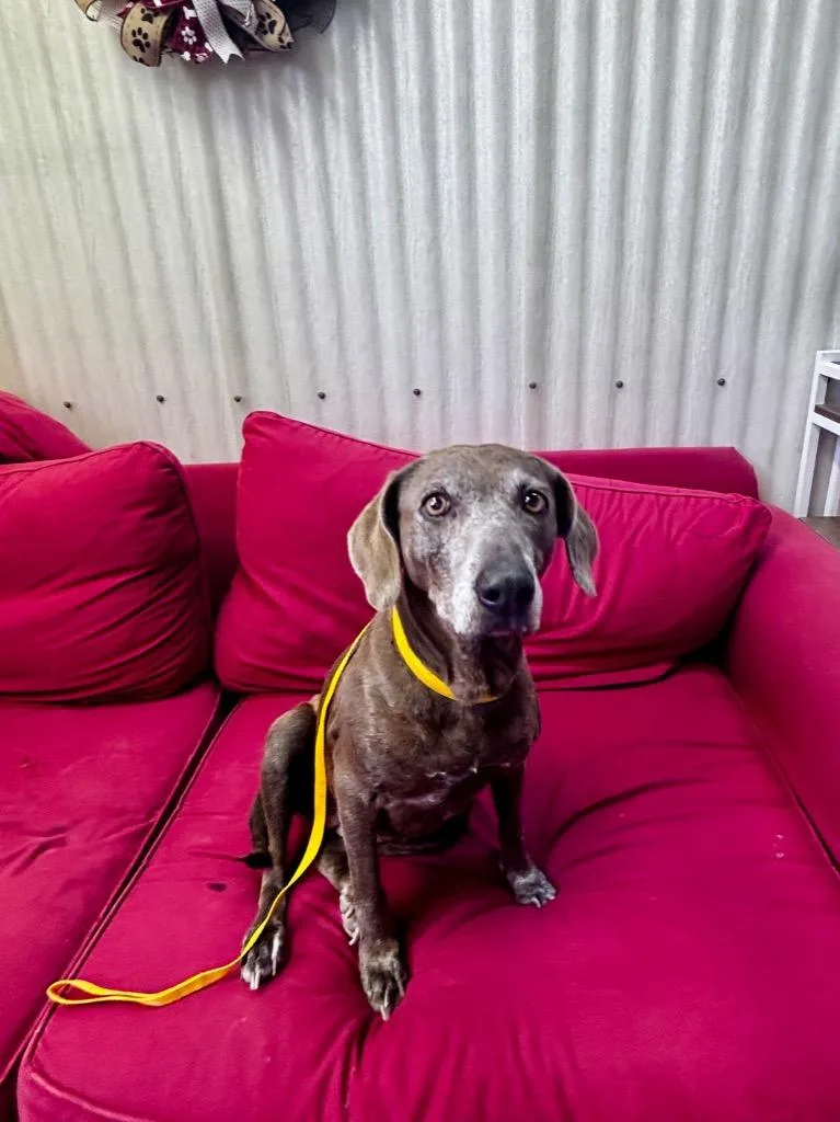 A senior medium-sized female Weimaraner dog named Hazel for adoption in Luling, TX