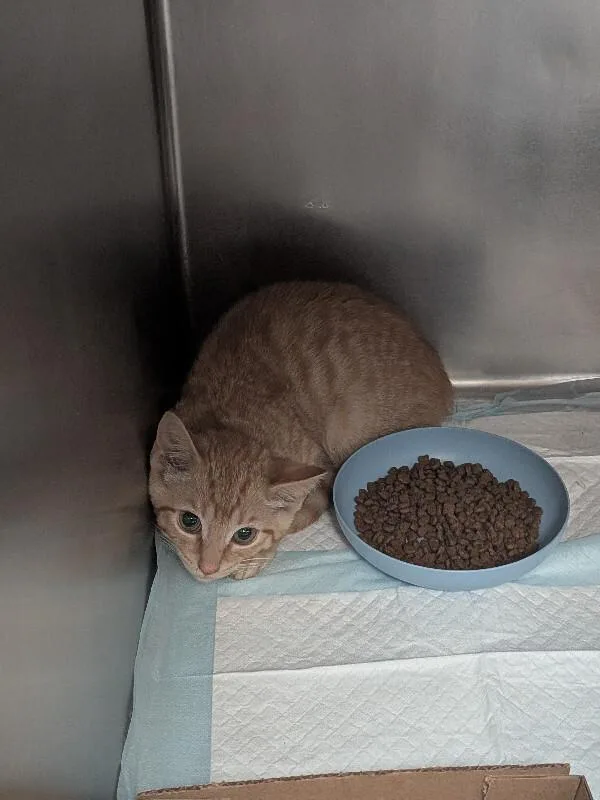 A young small-sized male Tabby (Orange / Red) Domestic Short Hair cat named Rusty for adoption in Cincinnati, OH