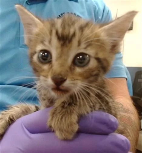 A baby small-sized female Domestic Short Hair cat named Tamara for adoption in Miami, FL