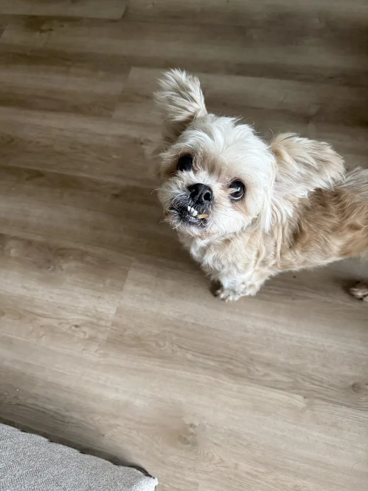 An adult small-sized female White / Cream Shih Tzu dog named Dolly Pawton for adoption in Winter Garden, FL
