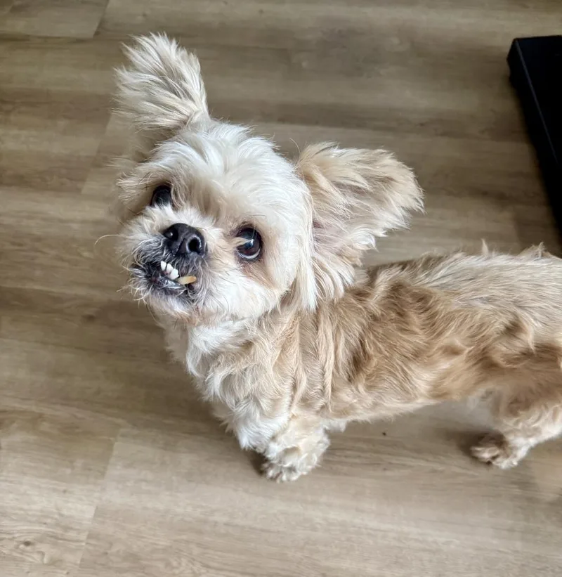 Dolly Pawton thumbnail 2