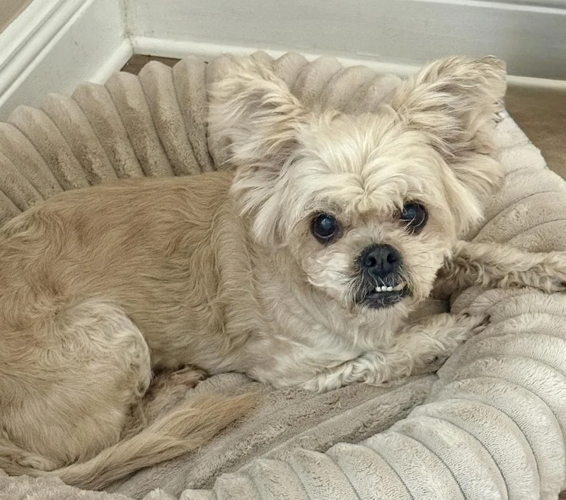 Dolly Pawton thumbnail 3