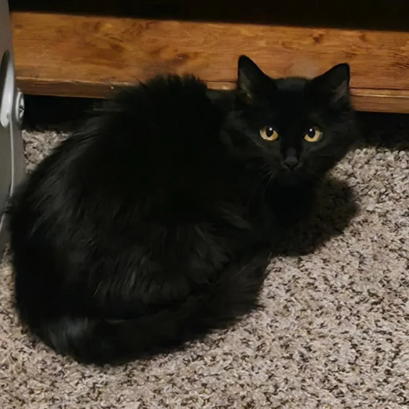 A young medium-sized female Black Domestic Long Hair cat named Angel for adoption in Kansas City, MO