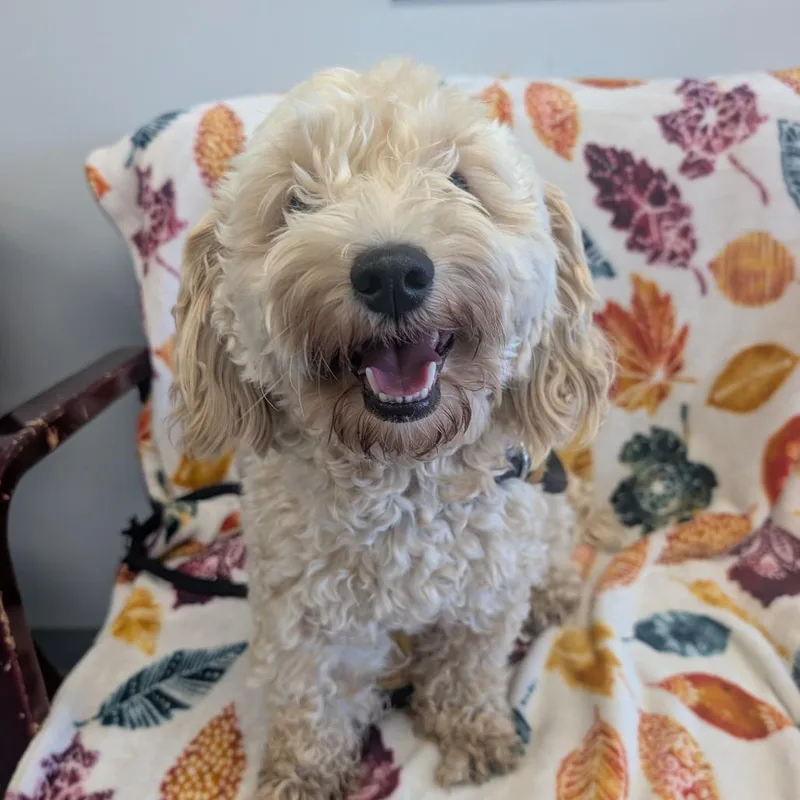 An adult small-sized male Cavalier King Charles Spaniel dog named Teddy for adoption in Watertown, NY