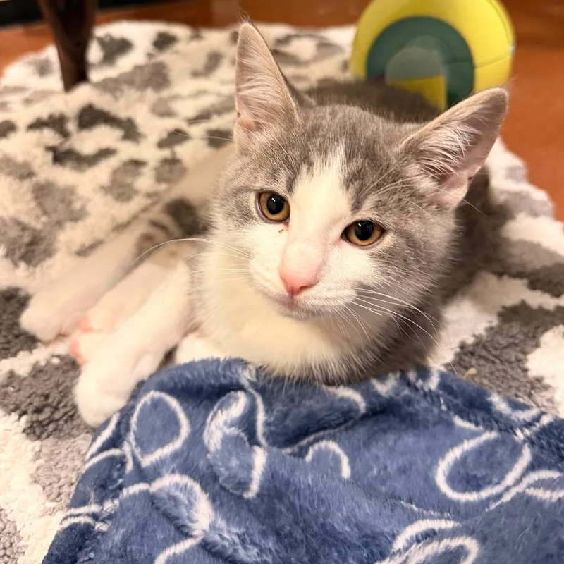 A baby small-sized female Brown / Chocolate Domestic Short Hair cat named Veronica for adoption in Santa Barbara, CA