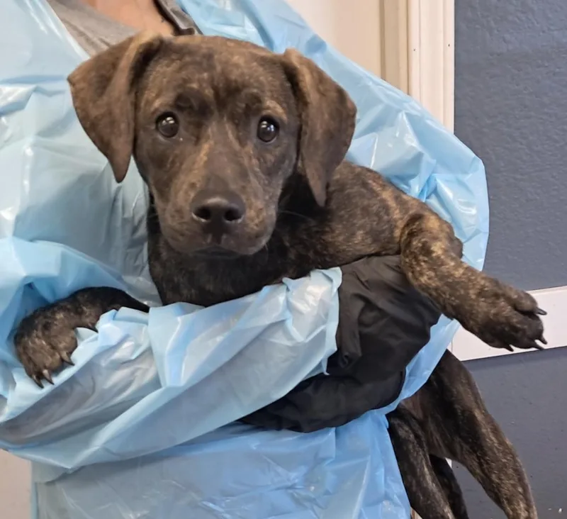 A baby medium-sized female Brindle Pit Bull Terrier dog named Cece for adoption in Hollister, MO