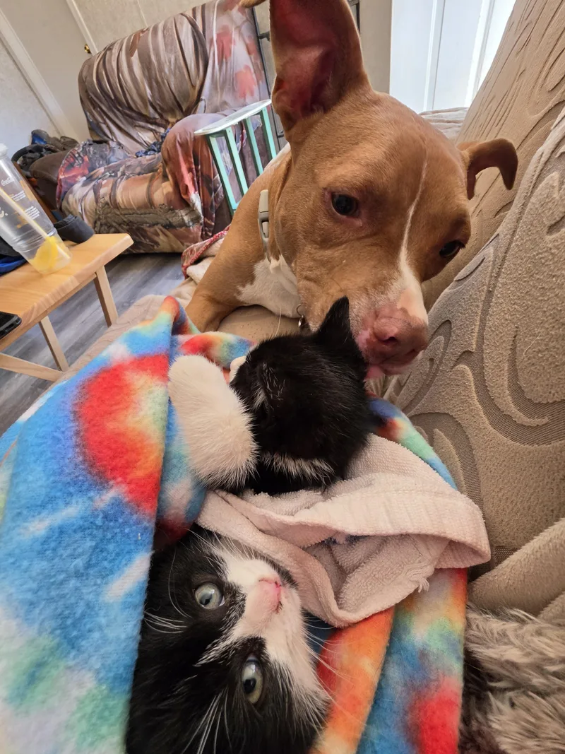 A baby medium-sized female Black & White / Tuxedo Domestic Short Hair cat named Astra for adoption in Hickory, NC