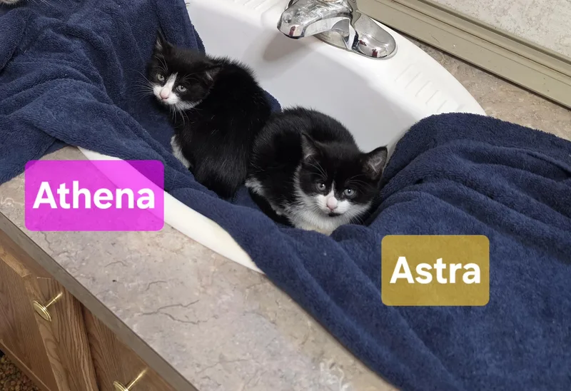 Astra thumbnail 3