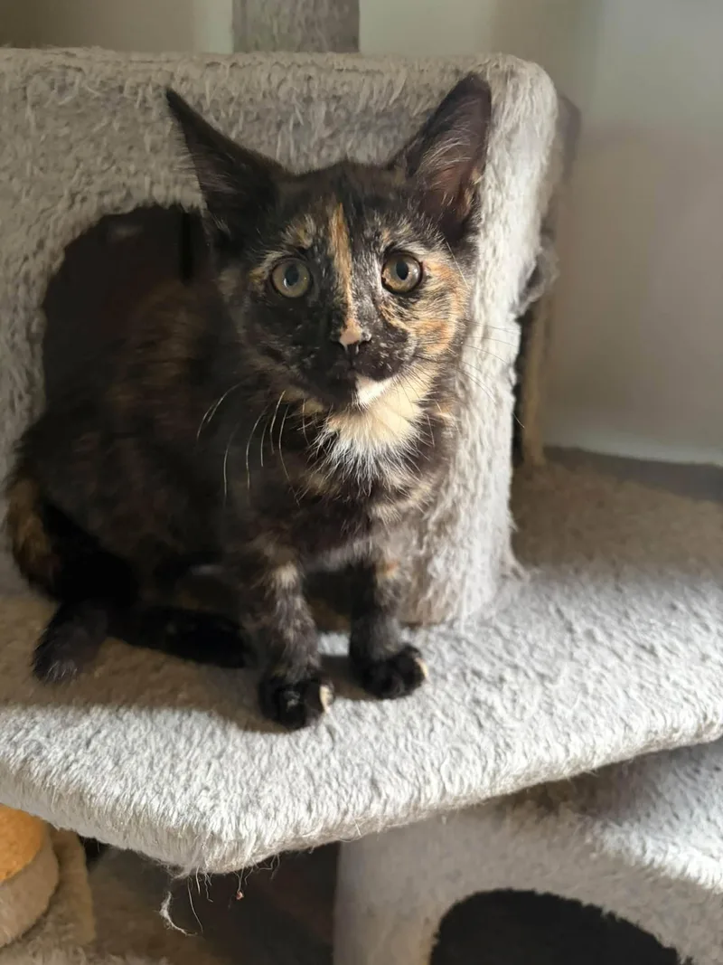 A baby medium-sized female Tortoiseshell Domestic Short Hair cat named Leaf for adoption in Cleveland, OH