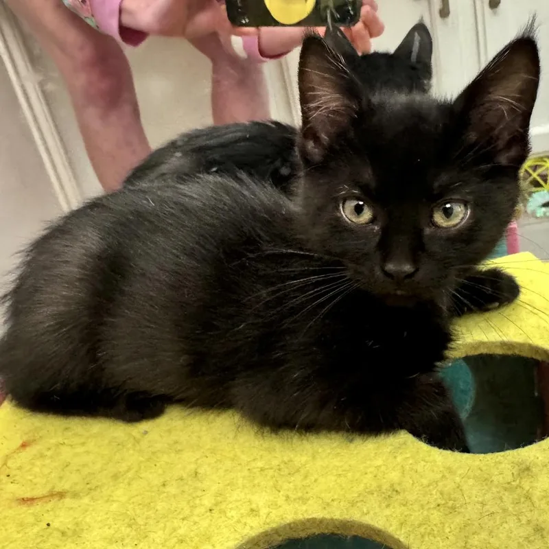 Theodore thumbnail 2