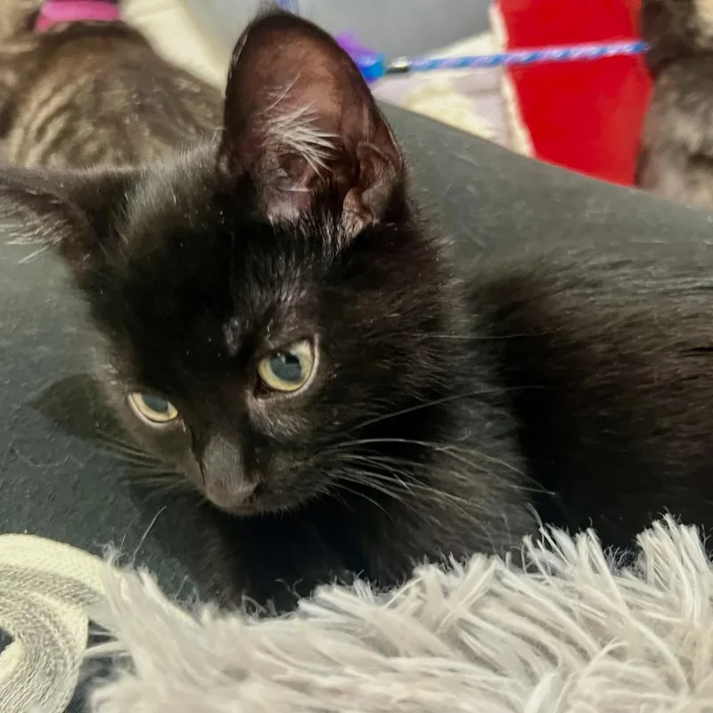 Theodore thumbnail 3