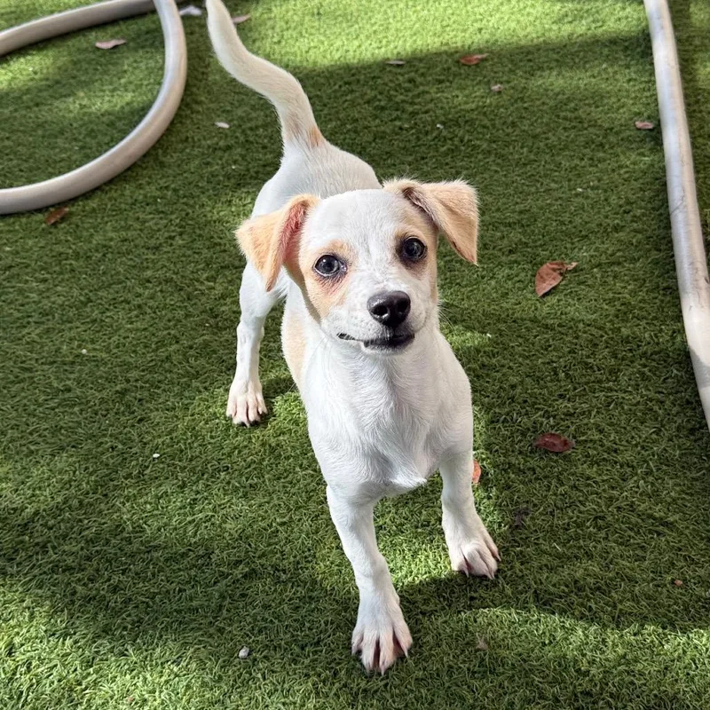 A baby small-sized female White / Cream Mixed Breed dog named Maggie for adoption in LOXAHATCHEE, FL