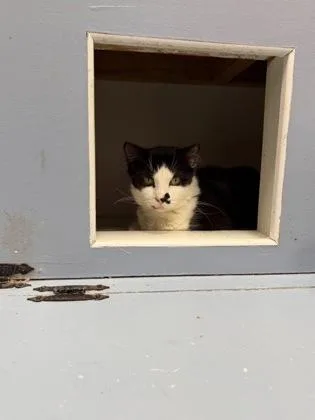 An adult small-sized male Domestic Short Hair cat named Troy for adoption in West Chester, PA