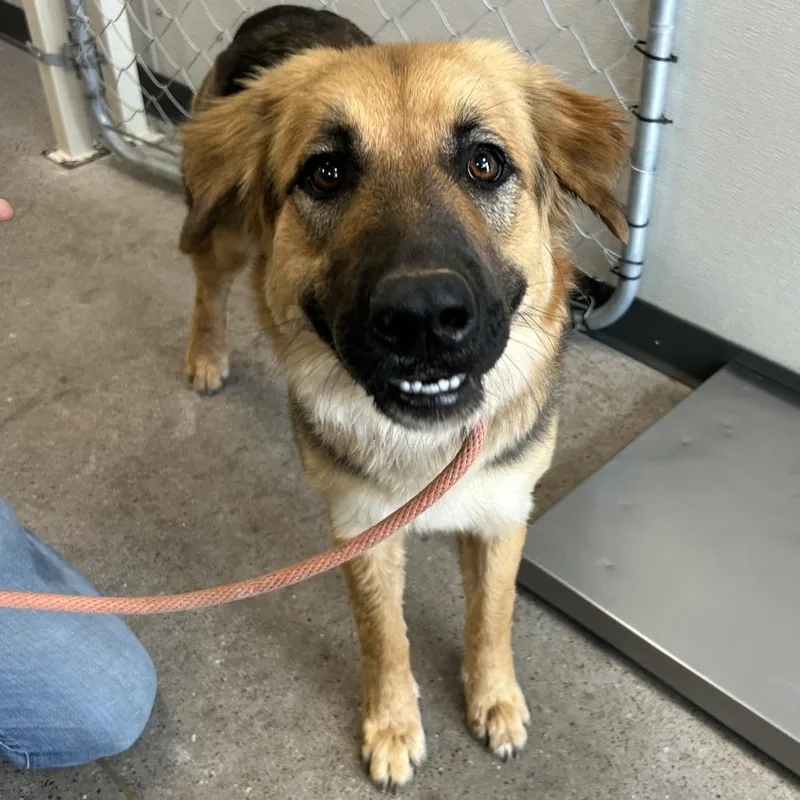 A young large-sized female Brown / Chocolate Mixed Breed dog named 112741 for adoption in Las Cruces, NM