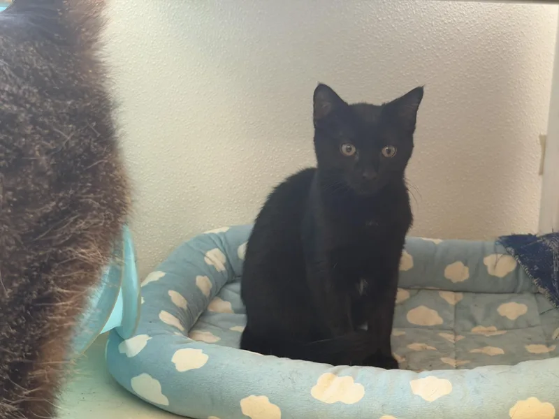A young medium-sized female Black Domestic Short Hair cat named Pyrs for adoption in Eagle River, WI