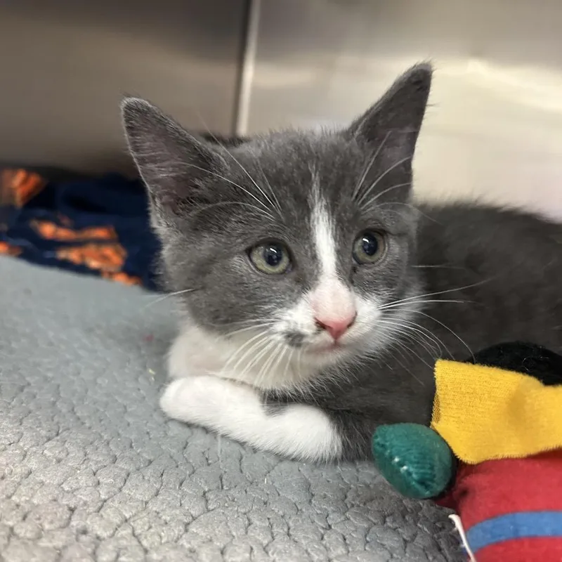 A baby small-sized male Gray / Blue / Silver Domestic Short Hair cat named Lassen for adoption in Charlottesville, VA