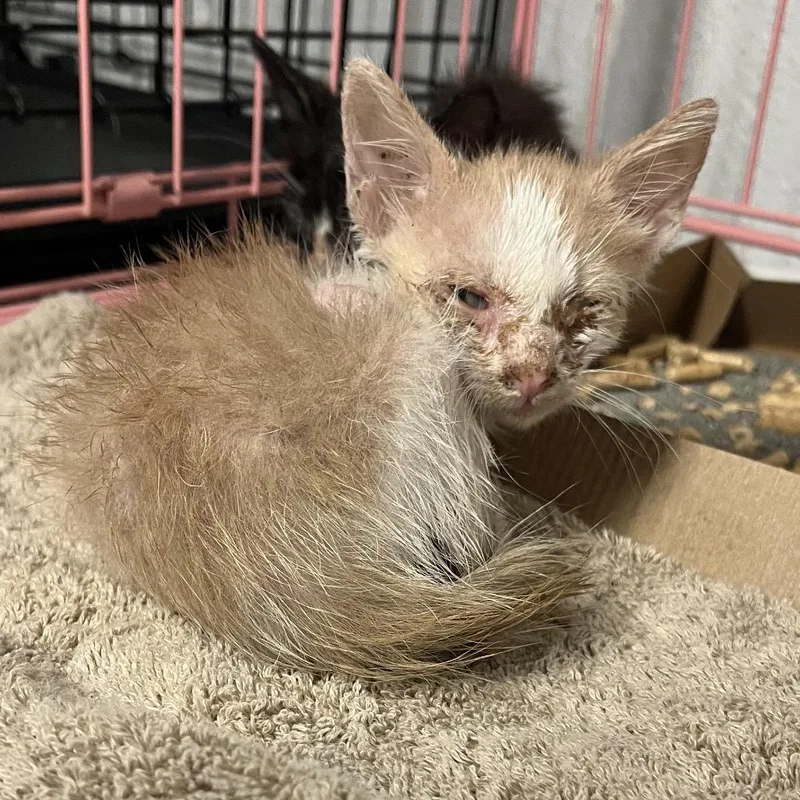 A baby small-sized male Orange / Red Domestic Short Hair cat named Pancake for adoption in Edinburg, TX