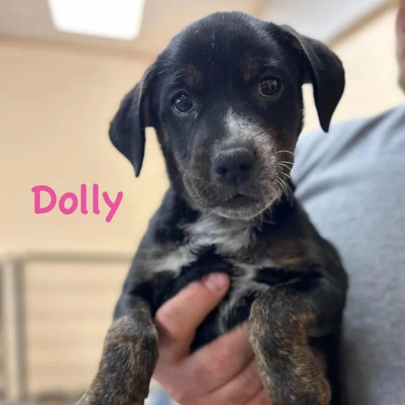 Dolly thumbnail 5