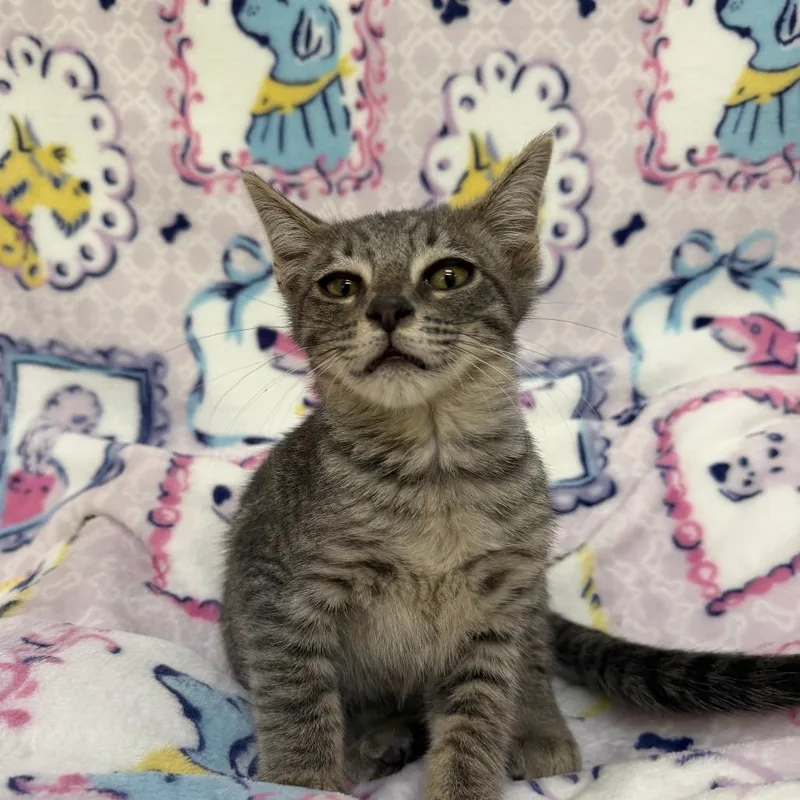 A baby small-sized male Gray / Blue / Silver American Shorthair cat named Robin for adoption in Deerfield, IL