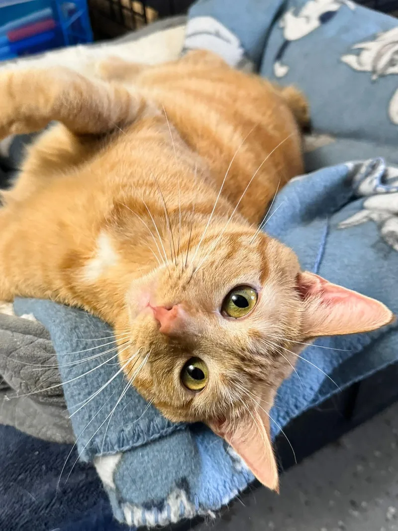 Dandelion thumbnail 2