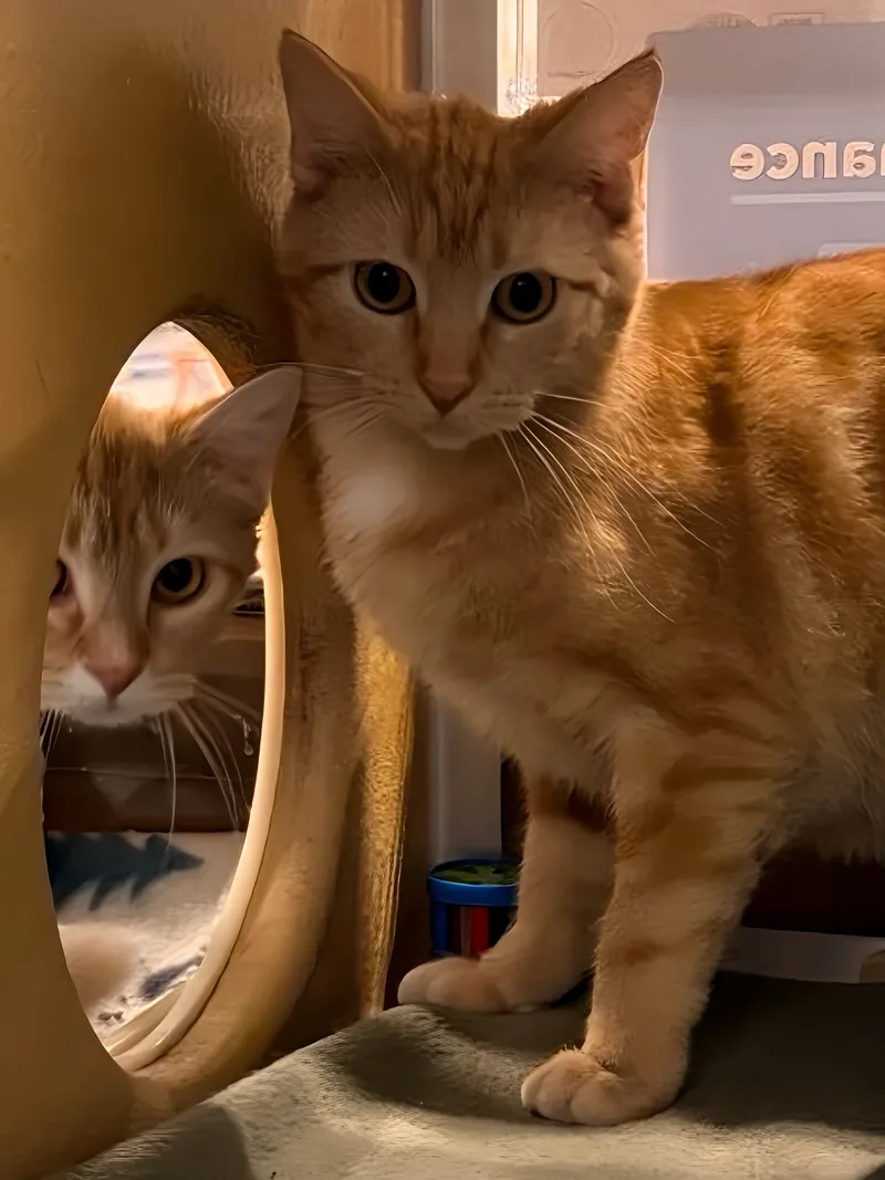 Dandelion thumbnail 3