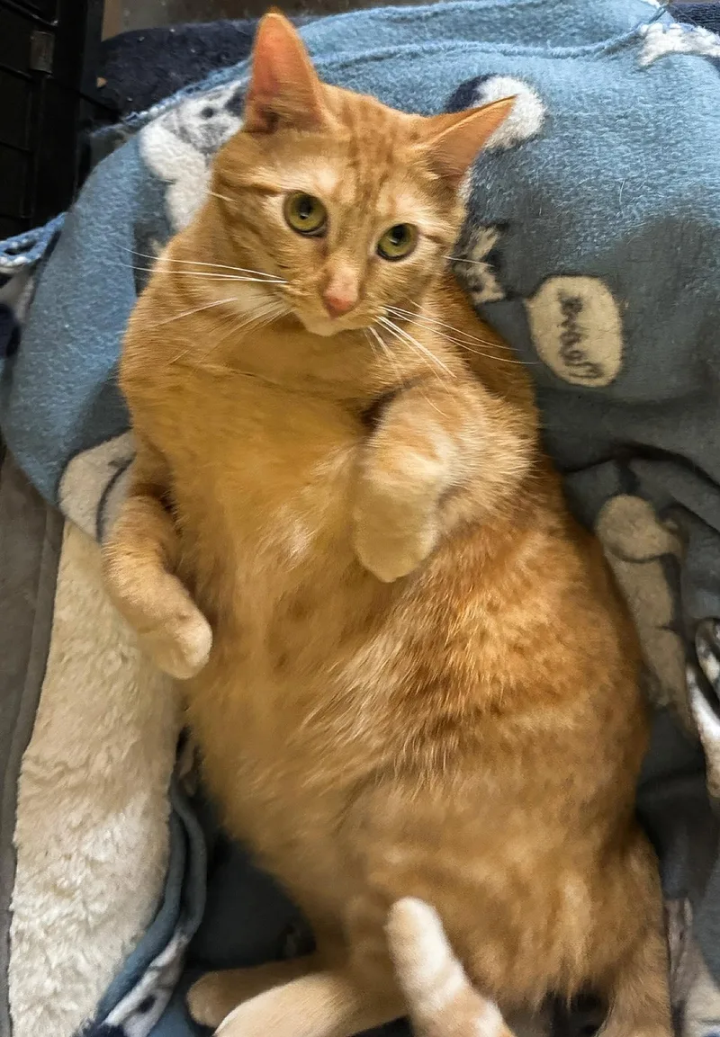 Dandelion thumbnail 4