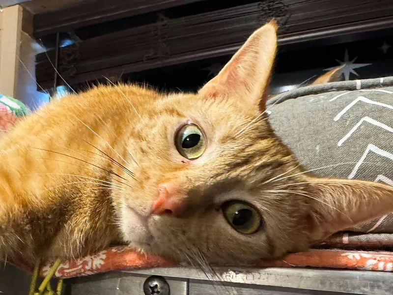 Dandelion thumbnail 5