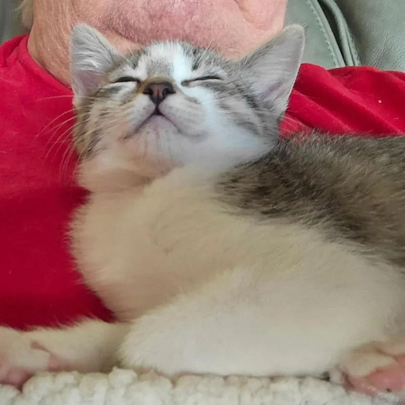 A baby small-sized female Brown / Chocolate Domestic Short Hair cat named Faith Storesund for adoption in Eagle Mountain, UT